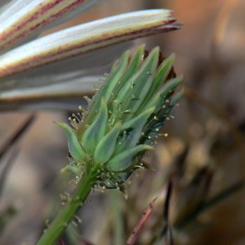 White Tackstem has straw colored glands on many flowering parts, seen on a young bud. Calycoseris wrightii 